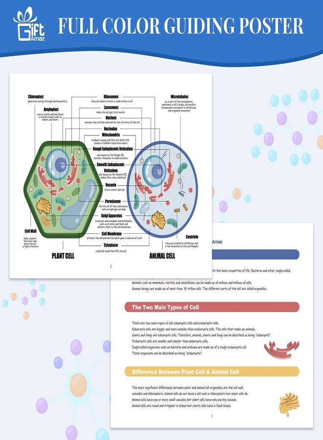 GiftAmaz Animal and Plant Cell Anatomy Model, Soft Felt Toy, Early Cell Biology and Life Science STEM Toys, Classroom Teaching Aid, Educational Learning Activities STEM Birthday Toys for Kids 6+ - Image 5